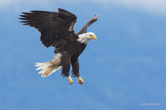 BE06696 - Bald Eagle