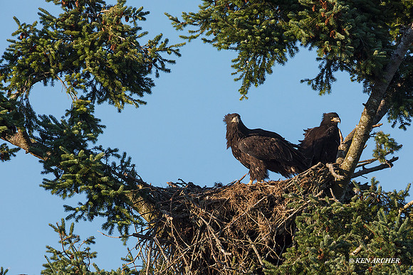 BE12453 - Bald Eagle