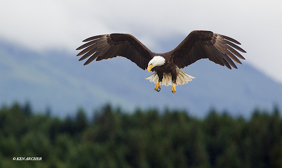 BE04505 Bald Eagle