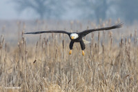 BE00434 - Bald Eagle