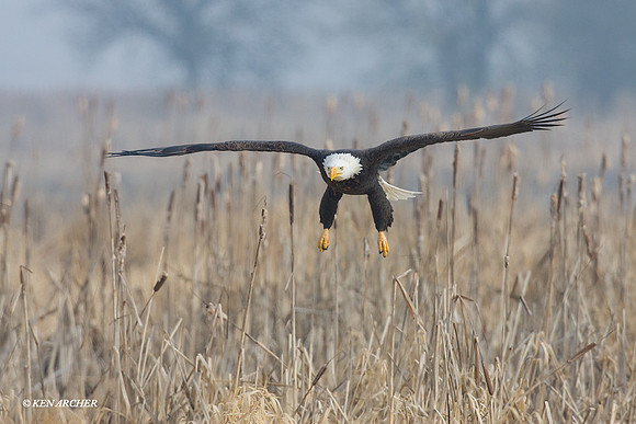 BE00434 - Bald Eagle