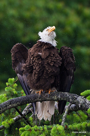 BE04022 Bald Eagle