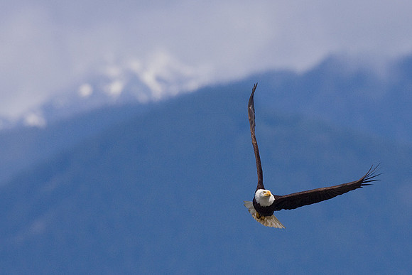 BE00904-Bald-Eagle