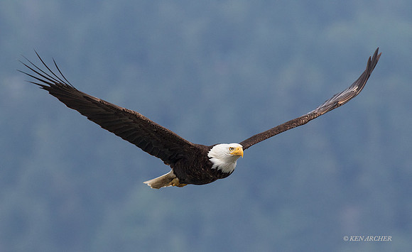 BE05674 - Bald Eagle