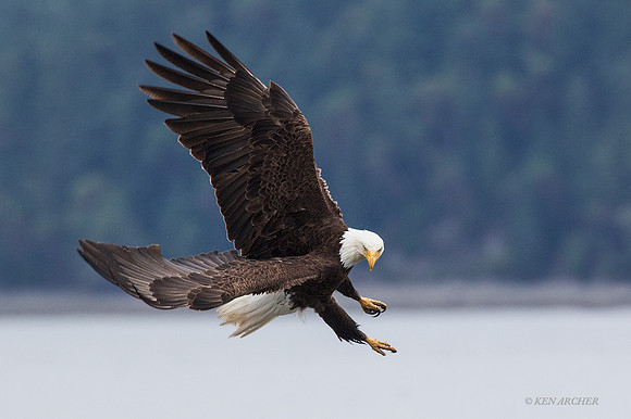 BE06766 - Bald Eagle