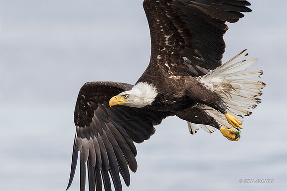 BE05908 - Bald Eagle