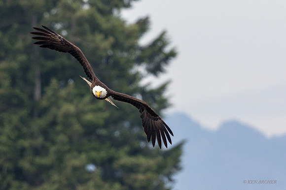 BE05637 - Bald Eagle