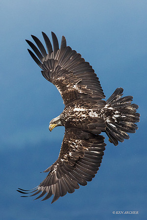 BE06192 - Bald Eagle