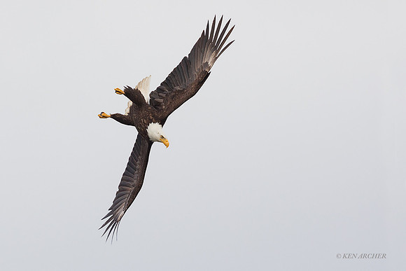 BE13305 - Bald Eagle
