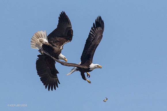 BE07270a - Bald Eagle