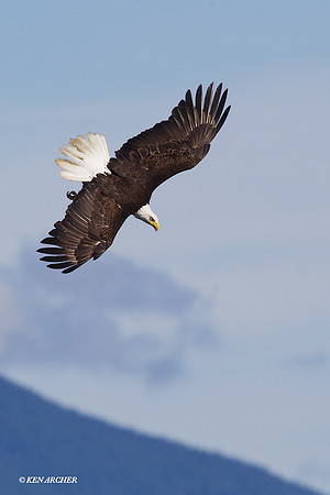 BE03039 Bald Eagle