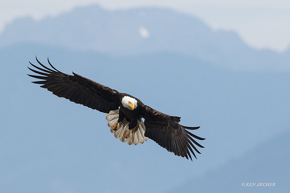 BE05545 - Bald Eagle