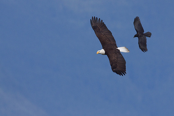BE00890-Bald-Eagle