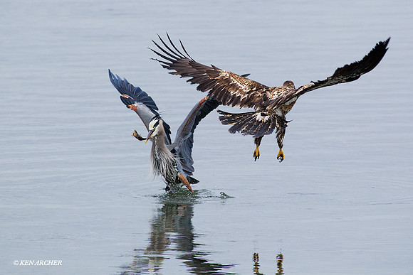 BE02939 Bald Eagle