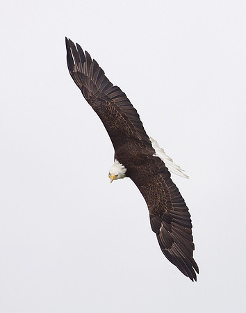 BE01340-Bald-Eagle