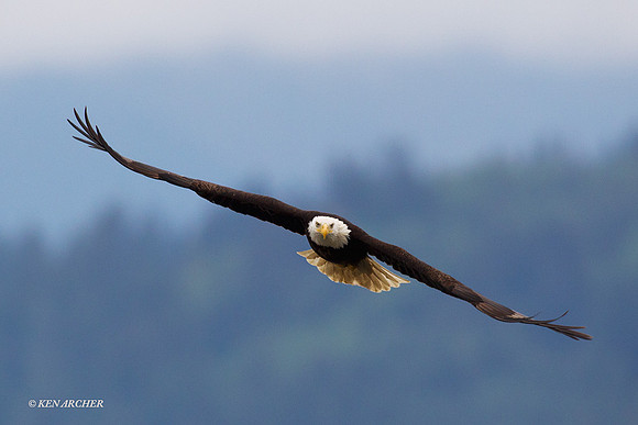 BE02198 Bald Eagle