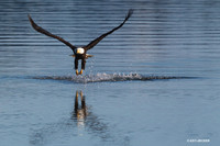 Bald Eagle - BE04235
