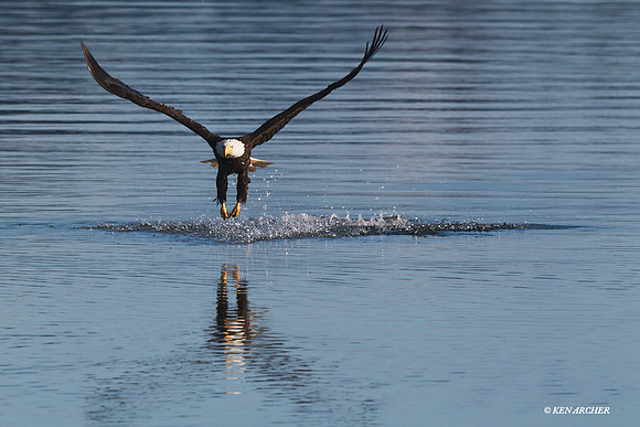 Bald Eagle - BE04235