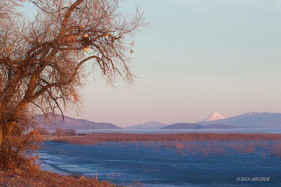 BE02358 Bald Eagle