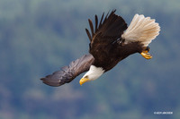 Bald Eagle - BE03509