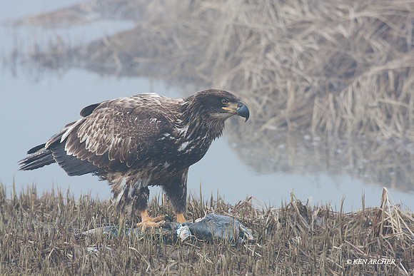 BE00503 - Bald Eagle