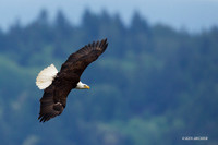 BE02165 Bald Eagle