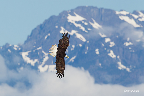 BE04344 Bald Eagle