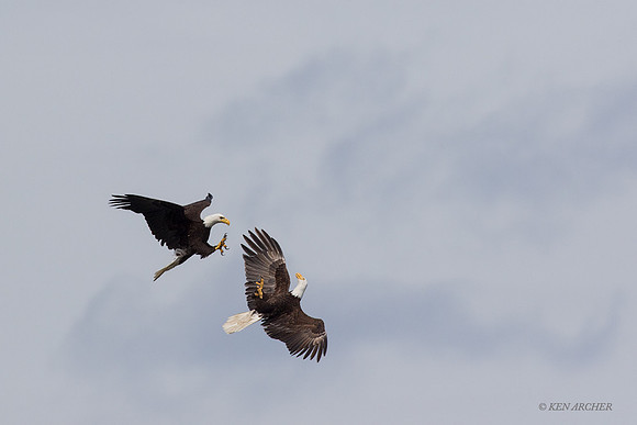 BE08877 - Bald Eagle