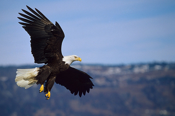 BE020794-Bald-Eagle