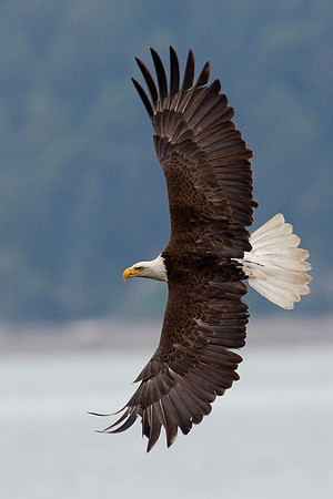 BE01281-Bald-Eagle