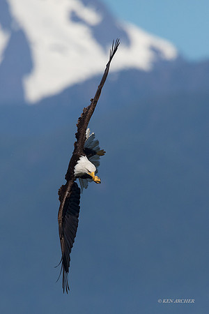 BE14824 - Bald Eagle