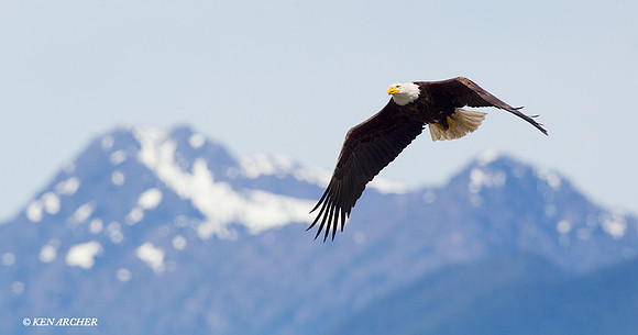 BE03170 Bald Eagle