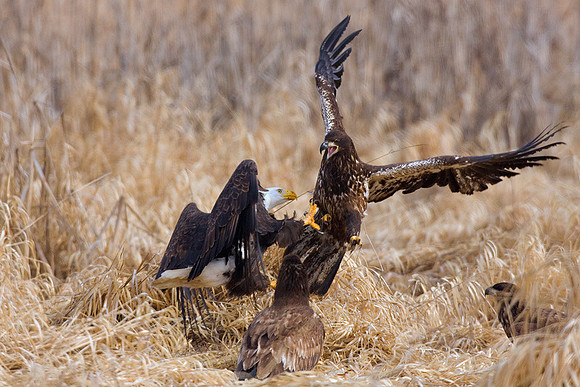 BE00442-Bald-Eagle