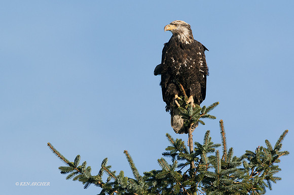 BE05252 - Bald Eagle