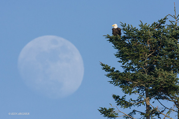 BE00618 - Bald Eagle