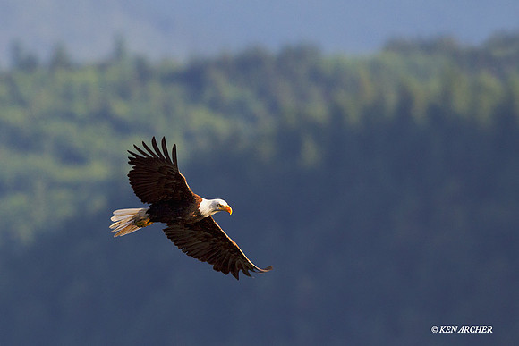 BE03191 Bald Eagle