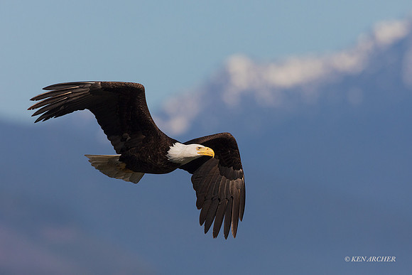 BE12688 - Bald Eagle