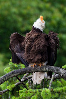Bald Eagle - BE4020