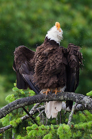 Bald Eagle - BE4020