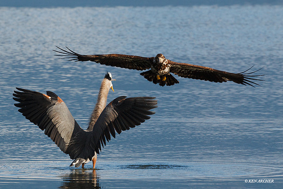 Bald Eagle and Great Blue heron - BE03441
