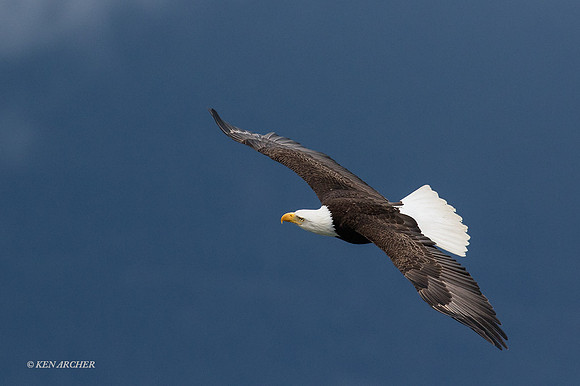 BE06153 - Bald Eagle