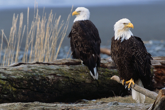 BE020936-Bald-Eagle
