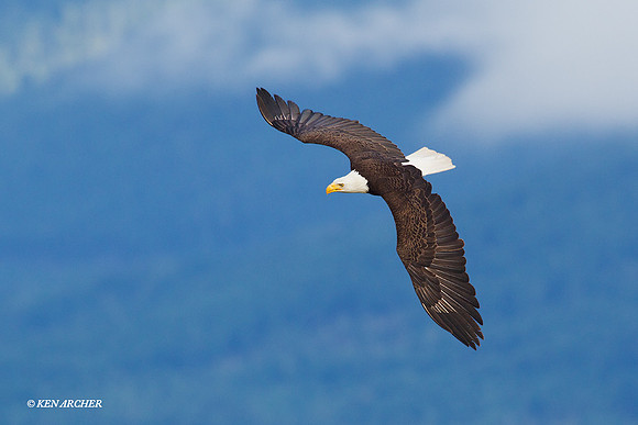 Bald Eagle - BE02488