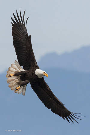 BE05547 - Bald Eagle
