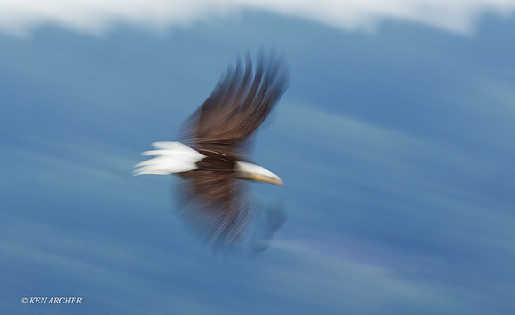 BE07523 - Bald Eagle