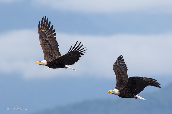 BE05919 - Bald Eagle