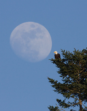 BE00664-Bald-Eagle