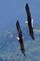 Bald Eagle, Courtship Flight - BE03737a