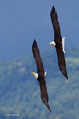 Bald Eagle, Courtship Flight - BE03737a
