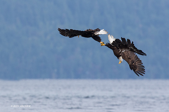 BE05940 - Bald Eagle